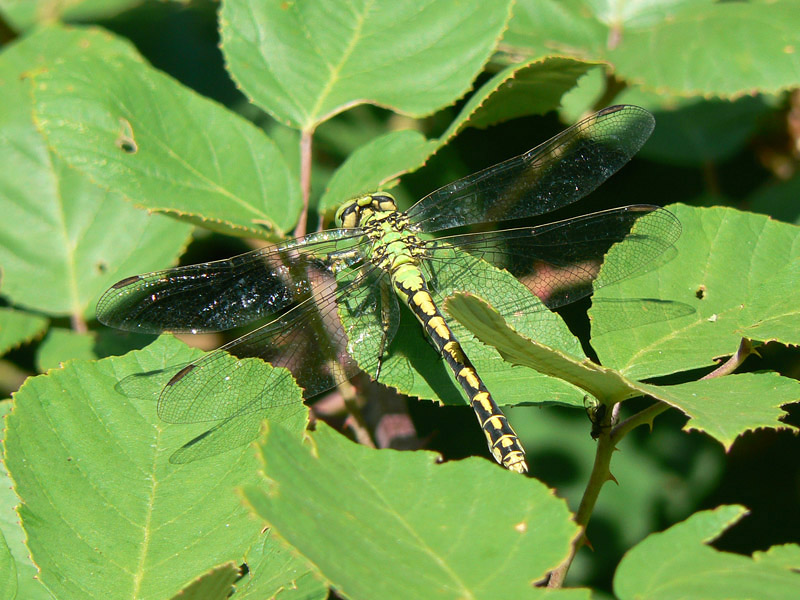 Odonato da determinare... Ophiogomphus del Veneto !!!